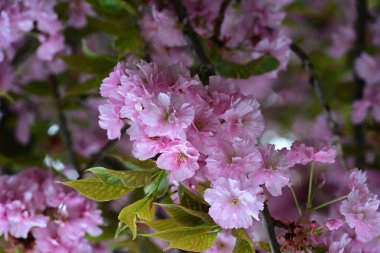 Bahçede büyüyen pembe çiçekli güzel bir ağaç.