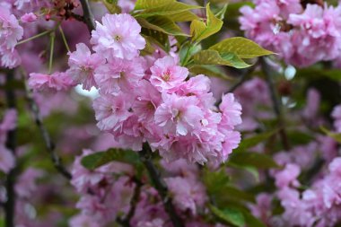 Bahçede büyüyen pembe çiçekli güzel bir ağaç.