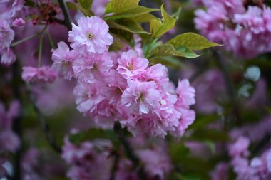Bahçede büyüyen pembe çiçekli güzel bir ağaç.
