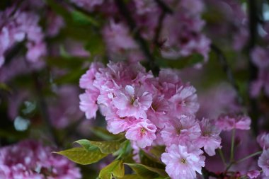 Bahçede büyüyen pembe çiçekli güzel bir ağaç.