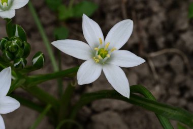 Bahçede büyüyen güzel beyaz çiçekler