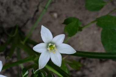 Bahçede büyüyen güzel beyaz çiçekler