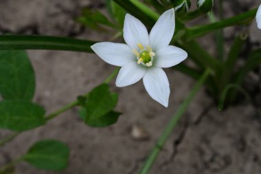 Bahçede büyüyen güzel beyaz çiçekler