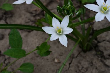Bahçede büyüyen güzel beyaz çiçekler