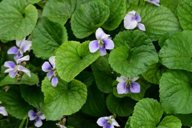 Güneşli yaz gününde bahçede yetişen güzel mor çiçekler.