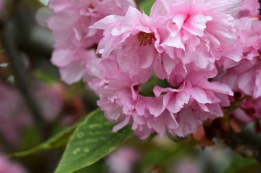 Bahçede büyüyen pembe çiçekli güzel bir ağaç.