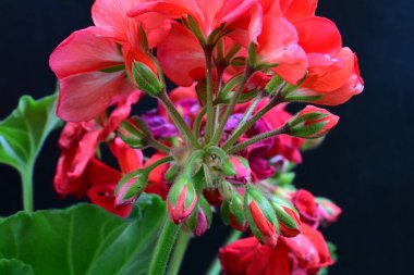 Siyah arka planda güzel pembe çiçekler