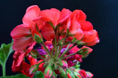 Siyah arka planda güzel pembe çiçekler