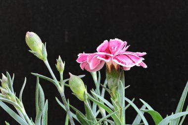 Siyah arka planda güzel pembe çiçekler