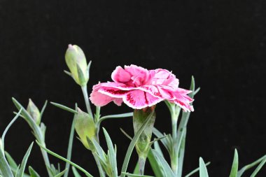 Siyah arka planda güzel pembe çiçekler