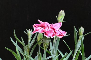 Siyah arka planda güzel pembe çiçekler