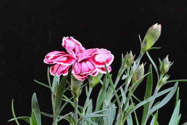 Siyah arka planda güzel pembe çiçekler