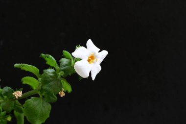 Siyah arka planda güzel beyaz çiçekler