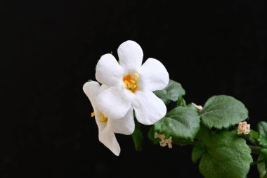 Siyah arka planda güzel beyaz çiçekler