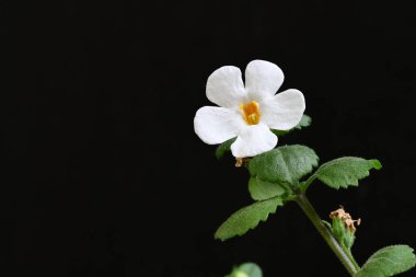 Siyah arka planda güzel beyaz çiçekler