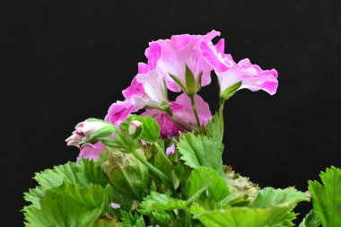 Siyah arka planda güzel pembe çiçekler