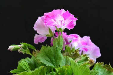 Siyah arka planda güzel pembe çiçekler