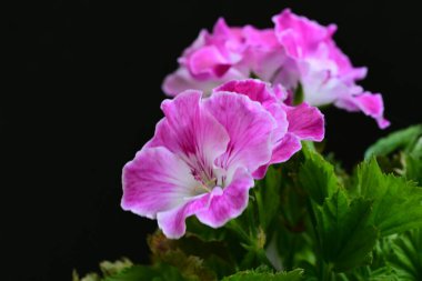 Siyah arka planda güzel pembe çiçekler