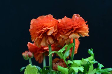 Karanlık arka planda güzel ranunculus