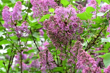 Bahçede büyüyen pembe çiçekli güzel bir ağaç.