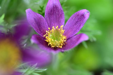 Güneşli yaz gününde bahçede yetişen güzel mor çiçekler.