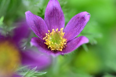 Güzel çiçeklerin yakın çekim görüntüsü, doğa konsepti arka plan
