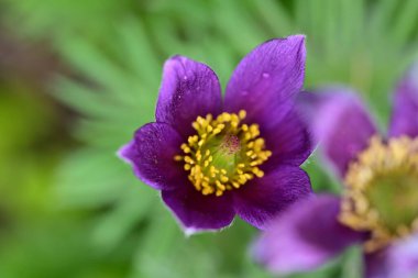 Güzel çiçeklerin yakın çekim görüntüsü, doğa konsepti arka plan