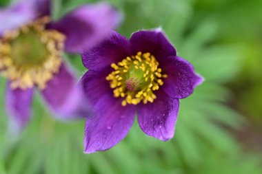 Güzel çiçeklerin yakın çekim görüntüsü, doğa konsepti arka plan
