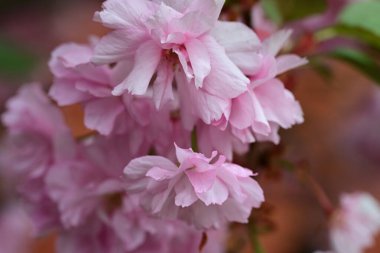 Bahçede büyüyen pembe çiçekli güzel bir ağaç.