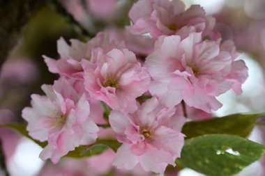 Bahçede büyüyen pembe çiçekli güzel bir ağaç.