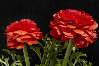 Güzel çiçeklerin yakın çekim görüntüsü, doğa konsepti arka plan