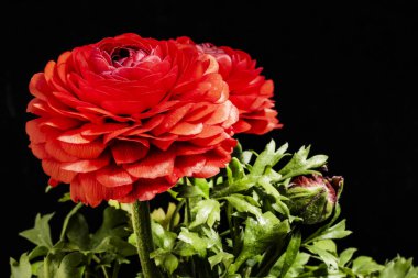 Güzel çiçeklerin yakın çekim görüntüsü, doğa konsepti arka plan