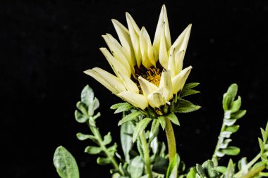 Güzel çiçeklerin yakın çekim görüntüsü, doğa konsepti arka plan