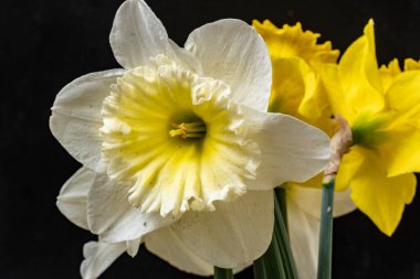 Güzel çiçeklerin yakın çekim görüntüsü, doğa konsepti arka plan