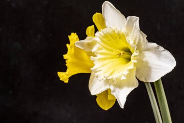 Güzel çiçeklerin yakın çekim görüntüsü, doğa konsepti arka plan