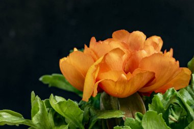 Güzel çiçeklerin yakın çekim görüntüsü, doğa konsepti arka plan