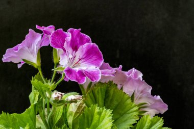 Güzel çiçeklerin yakın çekim görüntüsü, doğa konsepti arka plan