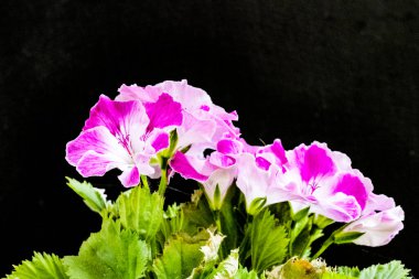 Güzel çiçeklerin yakın çekim görüntüsü, doğa konsepti arka plan