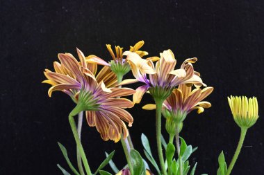 Bahçe yatağında güzel osteospermum çiçekleri, seçici odak 