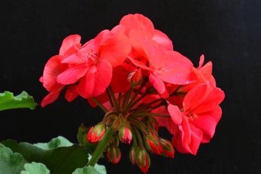 Güzel çiçeklerin yakın çekim görüntüsü, doğa konsepti arka plan