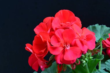 Güzel çiçeklerin yakın çekim görüntüsü, doğa konsepti arka plan