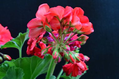 Güzel çiçeklerin yakın çekim görüntüsü, doğa konsepti arka plan