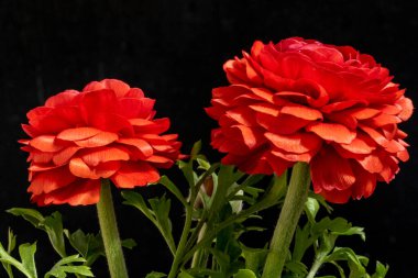 Güzel çiçeklerin yakın çekim görüntüsü, doğa konsepti arka plan