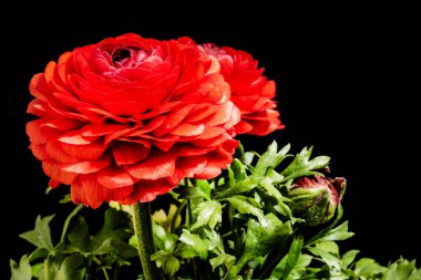 Güzel çiçeklerin yakın çekim görüntüsü, doğa konsepti arka plan