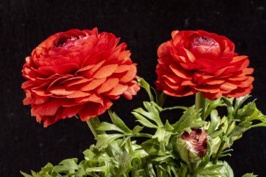 Güzel çiçeklerin yakın çekim görüntüsü, doğa konsepti arka plan