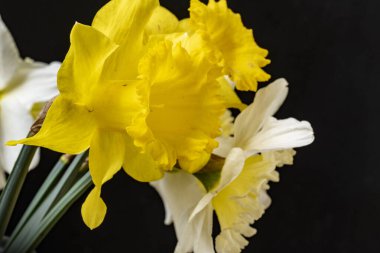 Güzel çiçeklerin yakın çekim görüntüsü, doğa konsepti arka plan