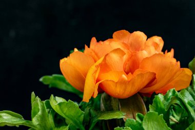 Güzel çiçeklerin yakın çekim görüntüsü, doğa konsepti arka plan