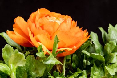 Güzel çiçeklerin yakın çekim görüntüsü, doğa konsepti arka plan