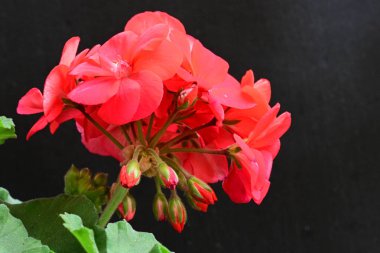 Güzel çiçeklerin yakın çekim görüntüsü, doğa konsepti arka plan