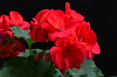 Güzel çiçeklerin yakın çekim görüntüsü, doğa konsepti arka plan